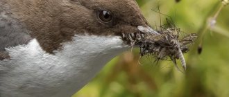 Dipper or water sparrow