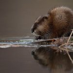 muskrat photo