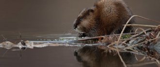 muskrat photo