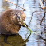 Muskrat description