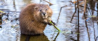 Muskrat description