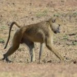 Description of baboon