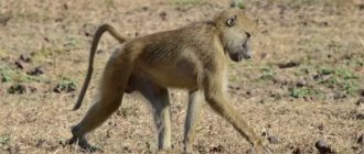 Description of baboon