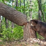 Description of beavers photo