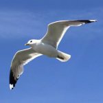 Description of seagull photo