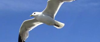 Description of seagull photo