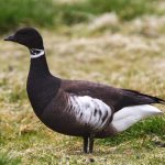 Description of the brant