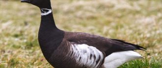 Description of the brant