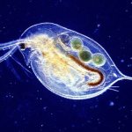 Description of Daphnia