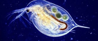 Description of Daphnia