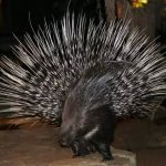 Description of porcupine photo