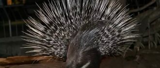 Description of porcupine photo