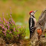 Description of woodpecker photo