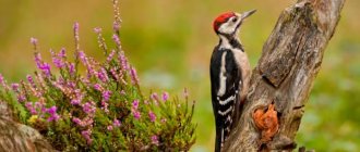 Description of woodpecker photo