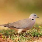 Description of turtle dove photo