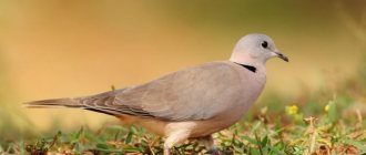 Description of turtle dove photo