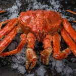 Description of Kamchatka crab