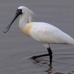 Description of spoonbill