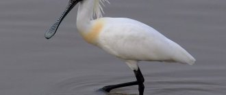 Description of spoonbill