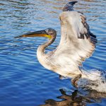 Description of Dalmatian Pelican