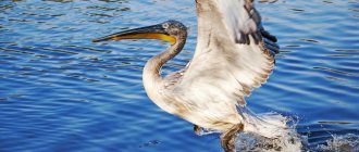 Description of Dalmatian Pelican