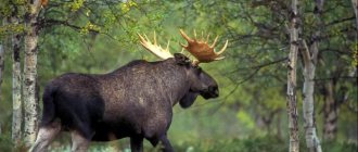 Description of moose