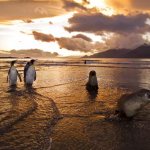 Description of fur seals