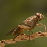 description of the tsetse fly