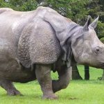 Description of Indian rhinoceros photo