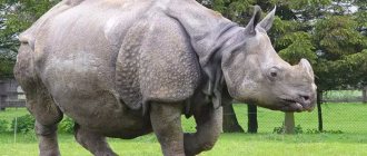 Description of Indian rhinoceros photo