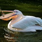 Description of pelican photo