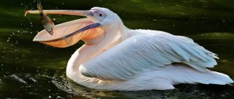 Description of pelican photo