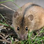 Description of the field mouse photo