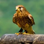 Description of kestrel photo