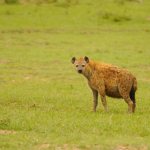 Description of the spotted hyena