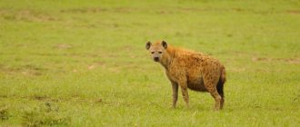 Description of the spotted hyena