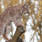 Description of the common lynx