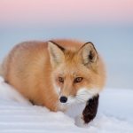 Description of the red fox