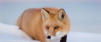 Description of the red fox