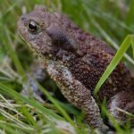 Description of the gray toad