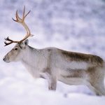 Description of reindeer