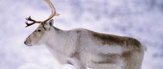 Description of reindeer