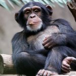 Description of chimpanzee