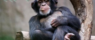 Description of chimpanzee