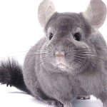 Description of chinchilla