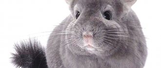 Description of chinchilla