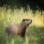 Description of the marmot photo