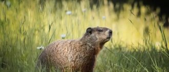 Description of the marmot photo