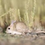 Description of the jerboa photo