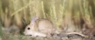 Description of the jerboa photo